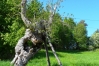 SAM_0774